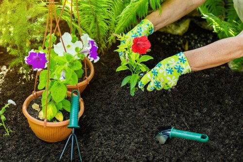 Croydon tree inspection service for safe and healthy trees