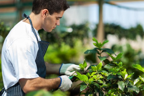 Selective crown pruning to improve light and structure